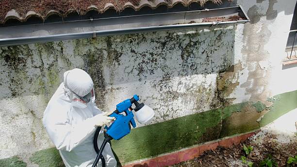 Top rated local Mold Remediation specialists in Farmington, MI